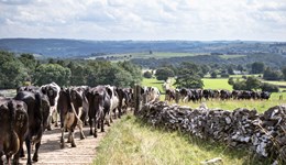 June milk production 2% behind last year